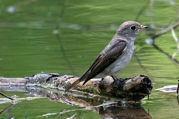 Dark-sided Flycatcher Unknown Spots Sun, 5/21/2023