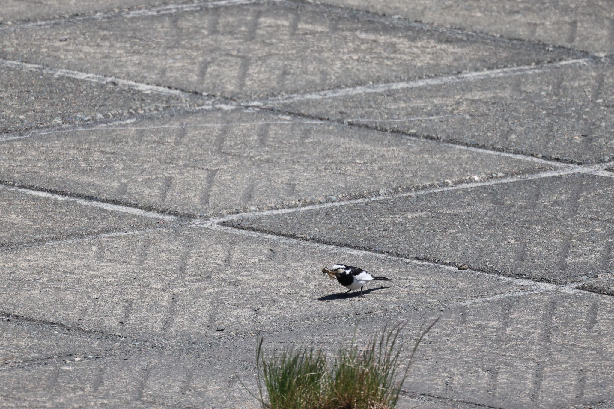 Photo of White Wagtail at 札幌モエレ沼公園 by will 73