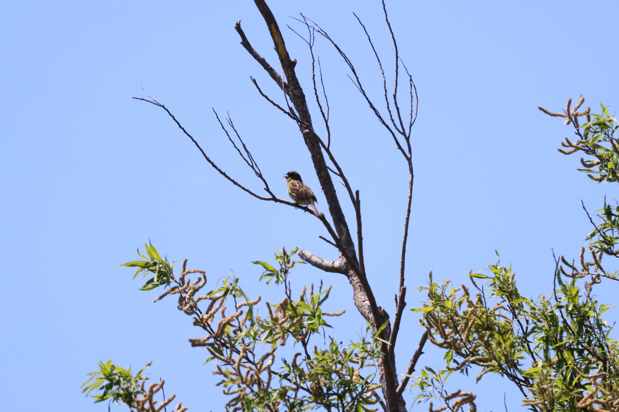 Photo of Masked Bunting at 札幌モエレ沼公園 by will 73