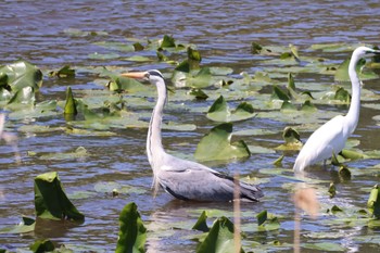 アオサギ 札幌モエレ沼公園 2023年5月24日(水)