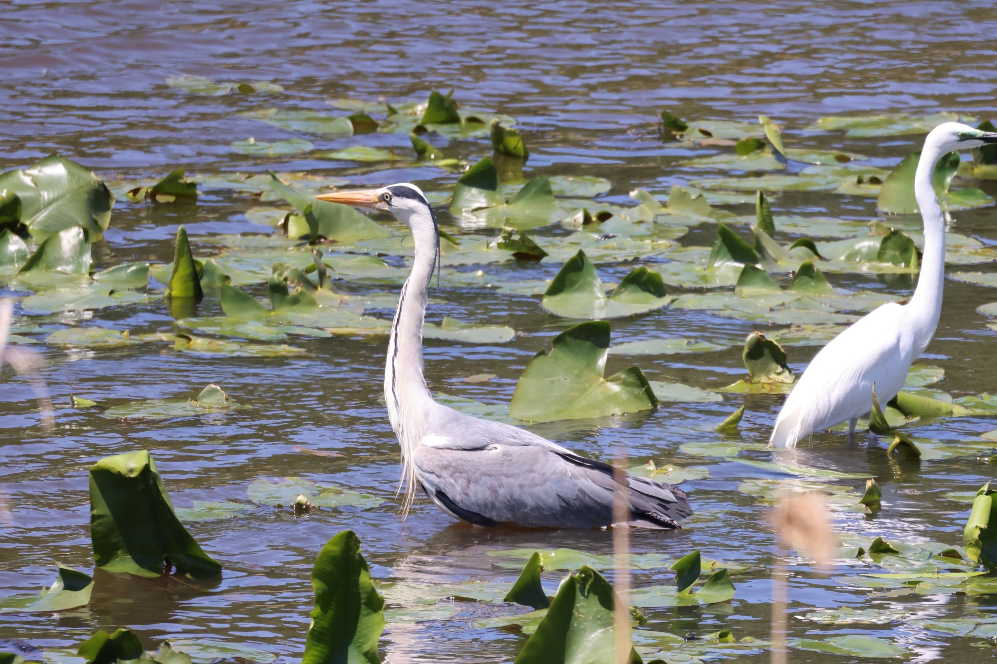 Photo of Grey Heron at 札幌モエレ沼公園 by will 73