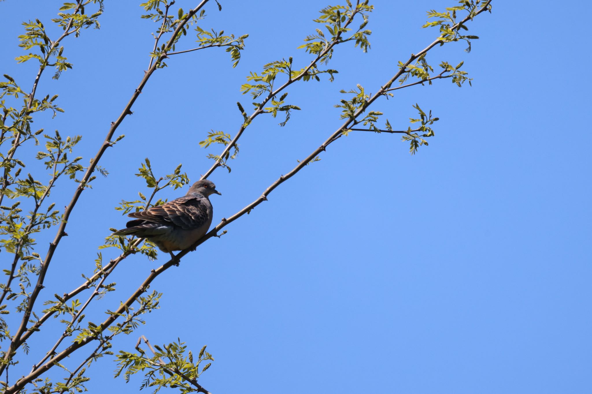 Oriental Turtle Dove