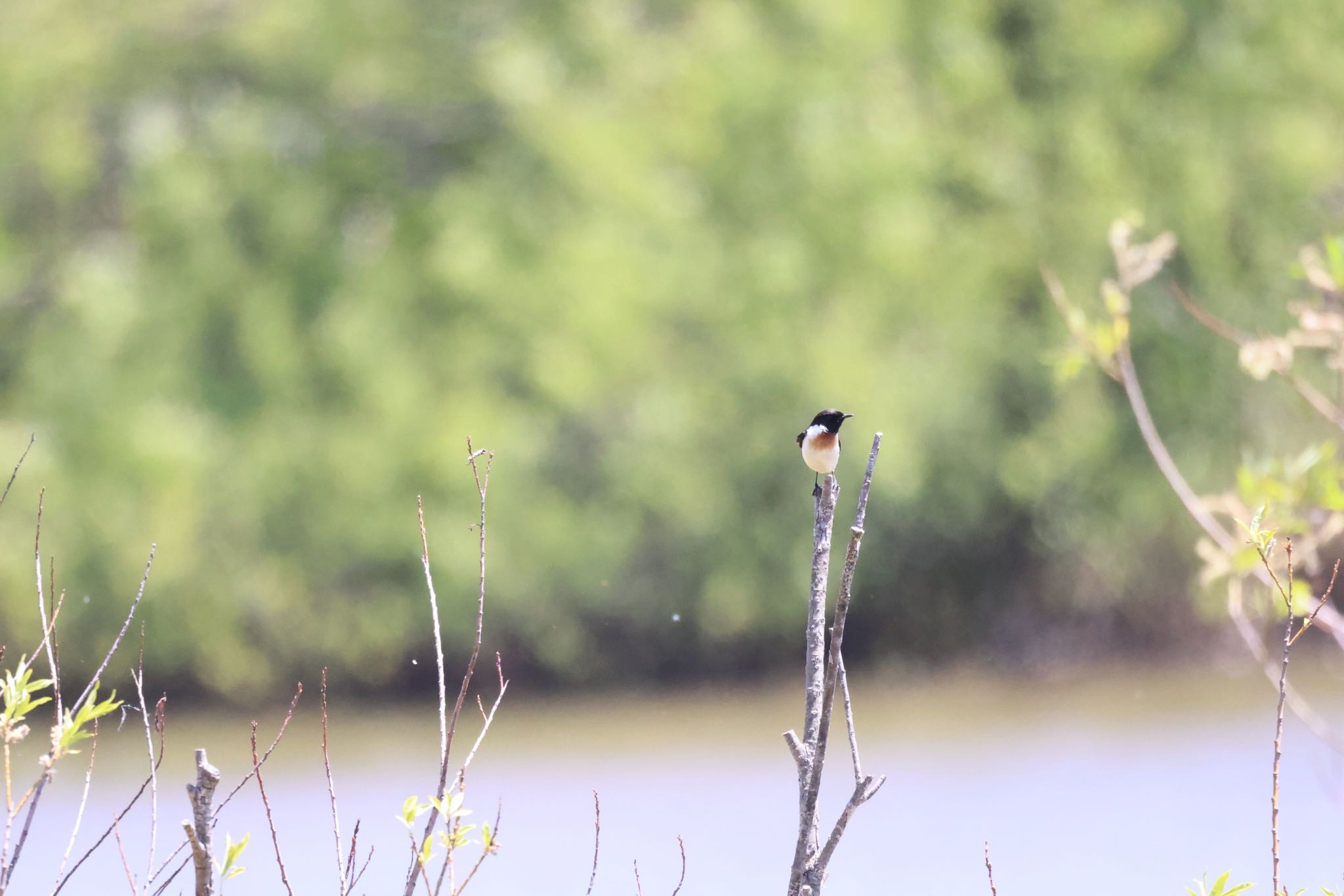 Amur Stonechat