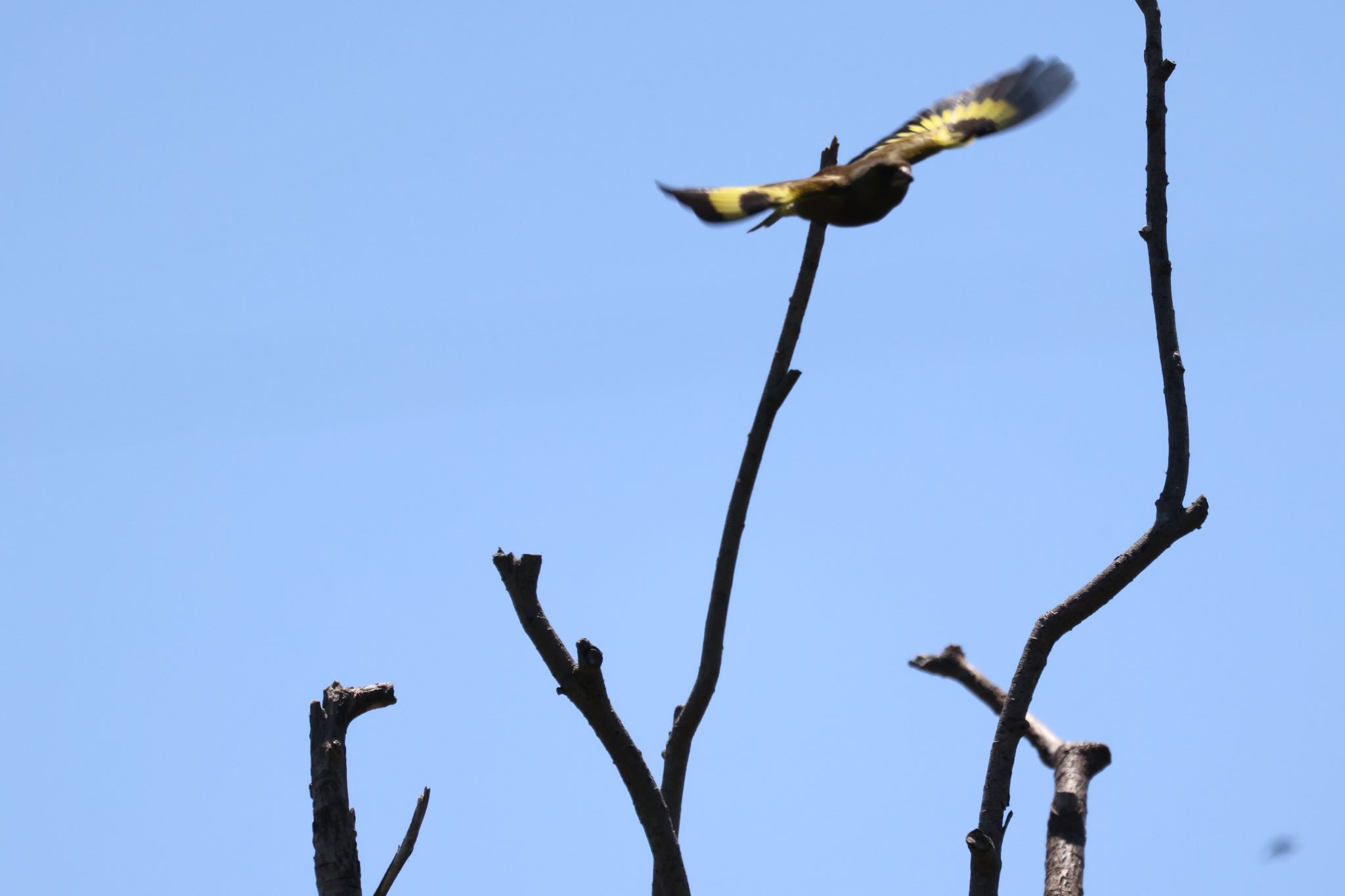 Grey-capped Greenfinch