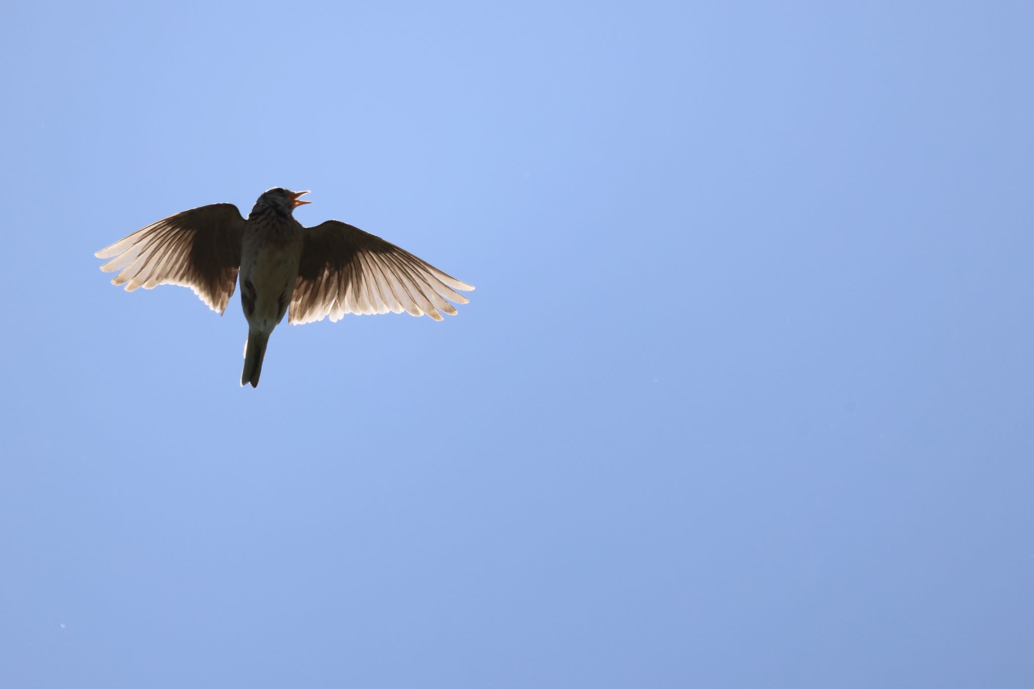 Photo of Eurasian Skylark at 札幌モエレ沼公園 by will 73