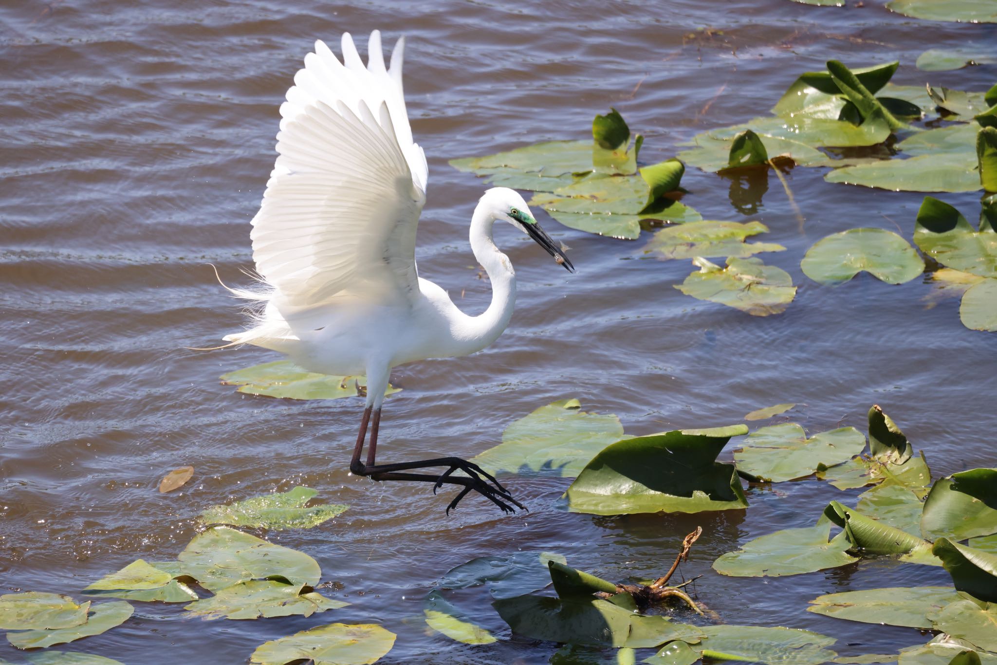 Photo of Great Egret at 札幌モエレ沼公園 by will 73