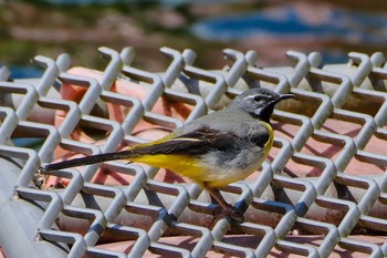 2023年5月24日(水) 水沼ダムの野鳥観察記録