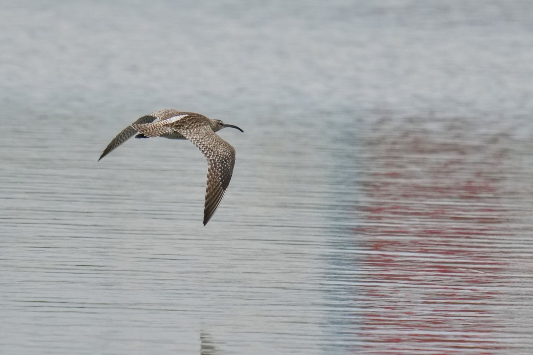 Photo of Eurasian Whimbrel at Tokyo Port Wild Bird Park by アポちん