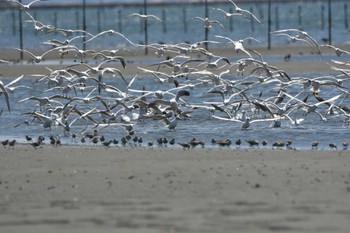 ユリカモメ ふなばし三番瀬海浜公園 2023年5月2日(火)