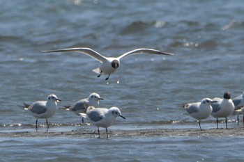 ユリカモメ ふなばし三番瀬海浜公園 2023年5月2日(火)