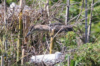 Black-crowned Night Heron 越谷サギコロニー Wed, 5/24/2023