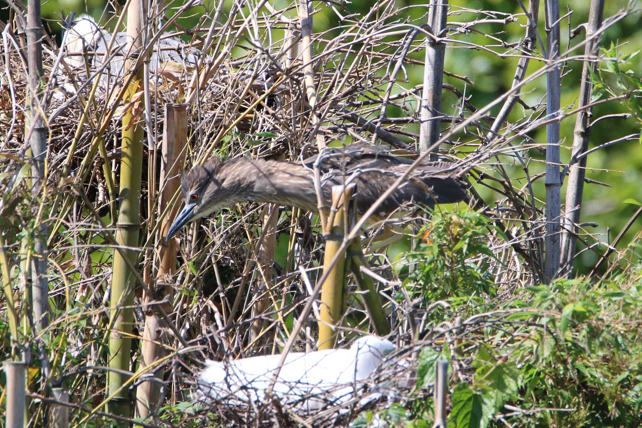 Black-crowned Night Heron