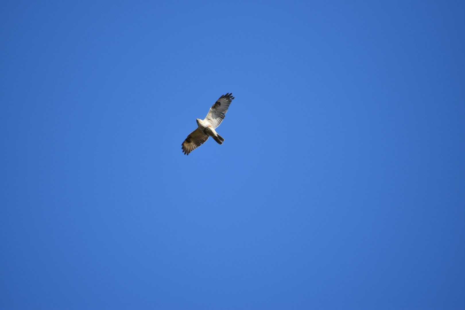 Photo of Rough-legged Buzzard at Mikiyama Forest Park by Shunsuke Hirakawa