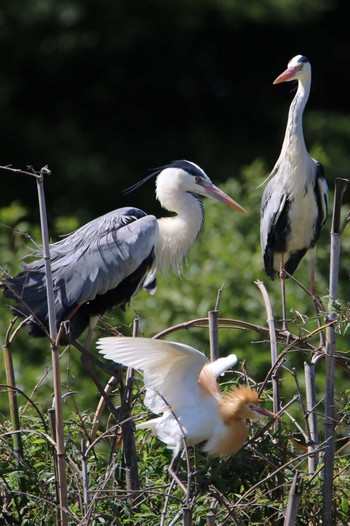 Grey Heron 越谷サギコロニー Wed, 5/24/2023