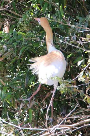 Eastern Cattle Egret 越谷サギコロニー Wed, 5/24/2023