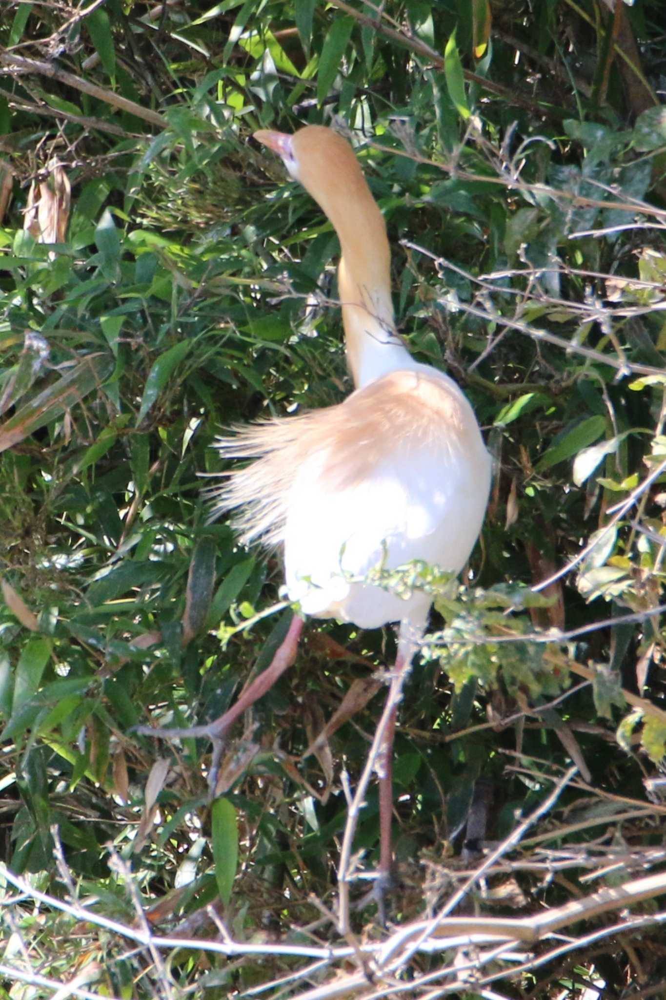 Photo of Eastern Cattle Egret at 越谷サギコロニー by 走りやもどき