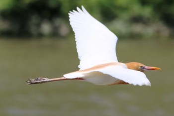 アマサギ 越谷サギコロニー 2023年5月24日(水)