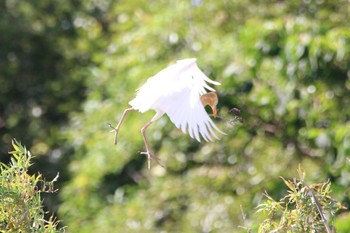 Eastern Cattle Egret 越谷サギコロニー Wed, 5/24/2023