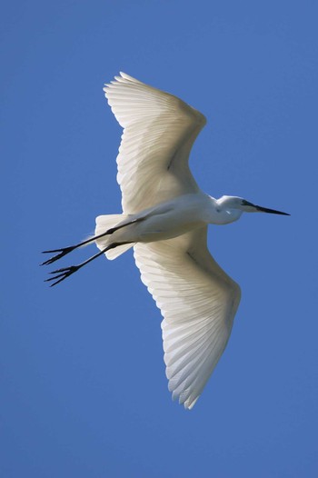 Great Egret 越谷サギコロニー Wed, 5/24/2023