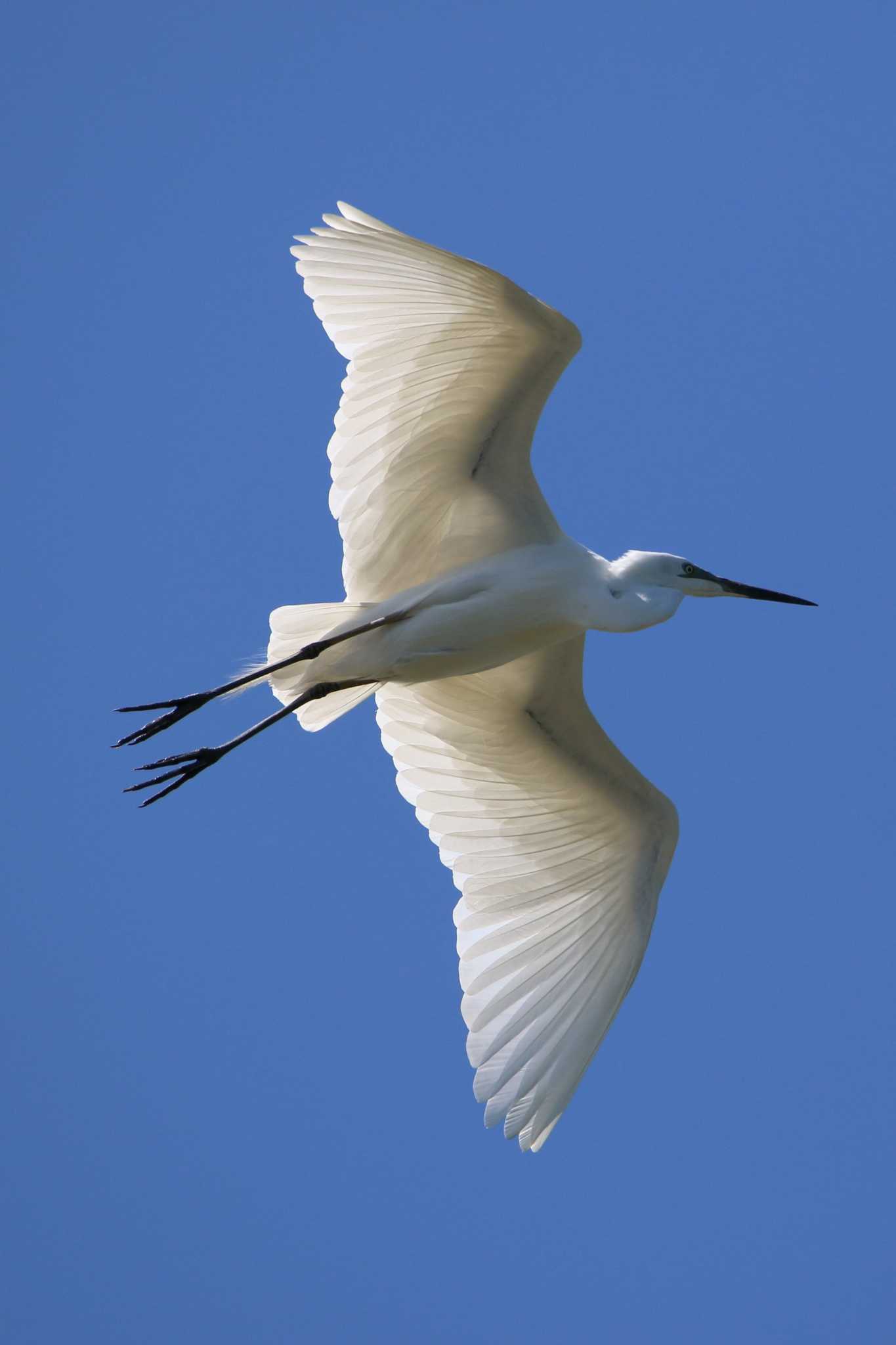 Great Egret