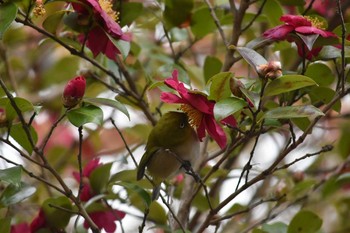 Warbling White-eye Mikiyama Forest Park Sun, 1/28/2018