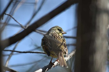 Masked Bunting Kobe Forest Botanic Garden Sat, 3/17/2018