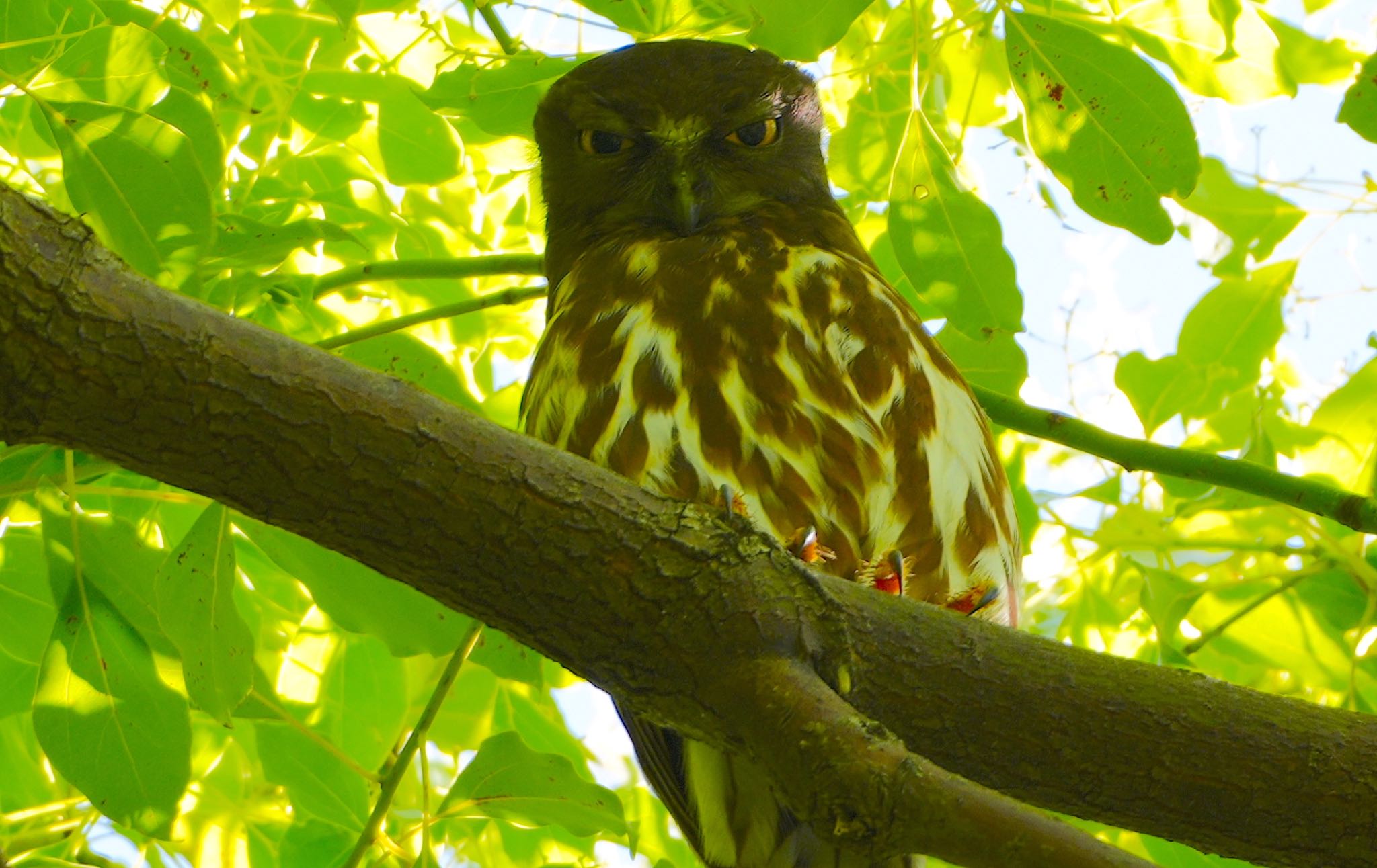 梶無神社 アオバズクの写真 by アルキュオン