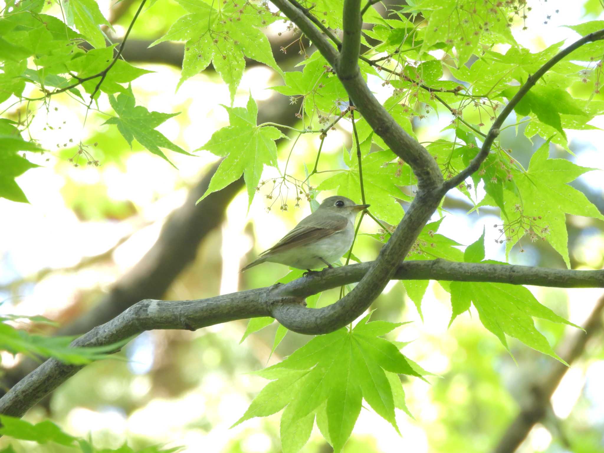 Photo of Asian Brown Flycatcher at 豊平公園(札幌市) by Ko Sato