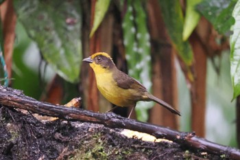 Tricolored Brushfinch