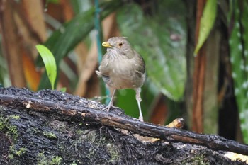 Ecuadorian Thrush