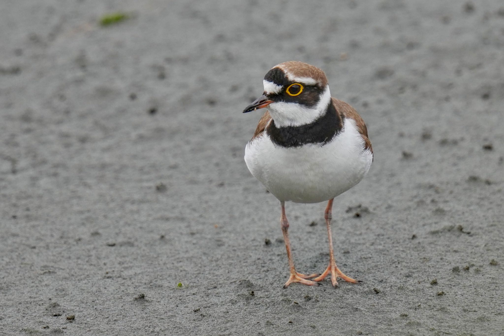 Photo of Little Ringed Plover at Tokyo Port Wild Bird Park by アポちん