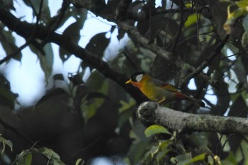 Silver-eared Mesia ベトナム Fri, 5/5/2023