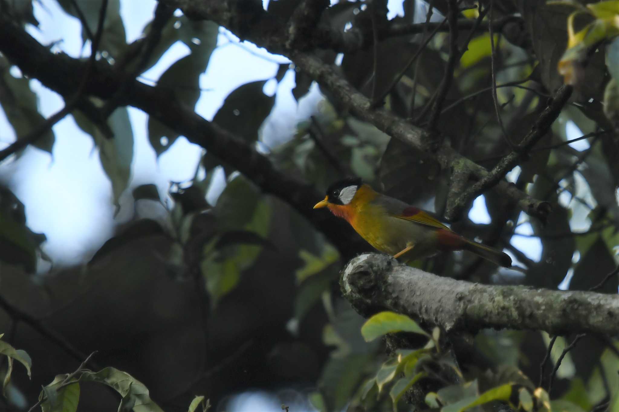 Silver-eared Mesia