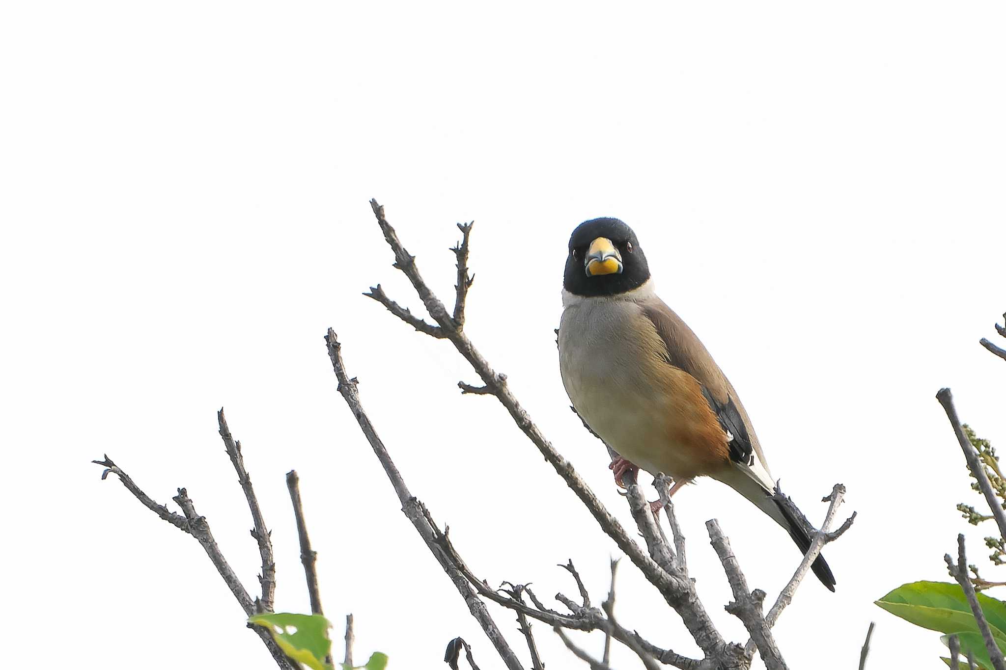 Photo of Chinese Grosbeak at Mishima Island by 禽好き