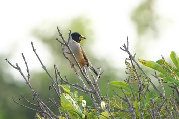 Chinese Grosbeak Mishima Island Tue, 5/2/2023