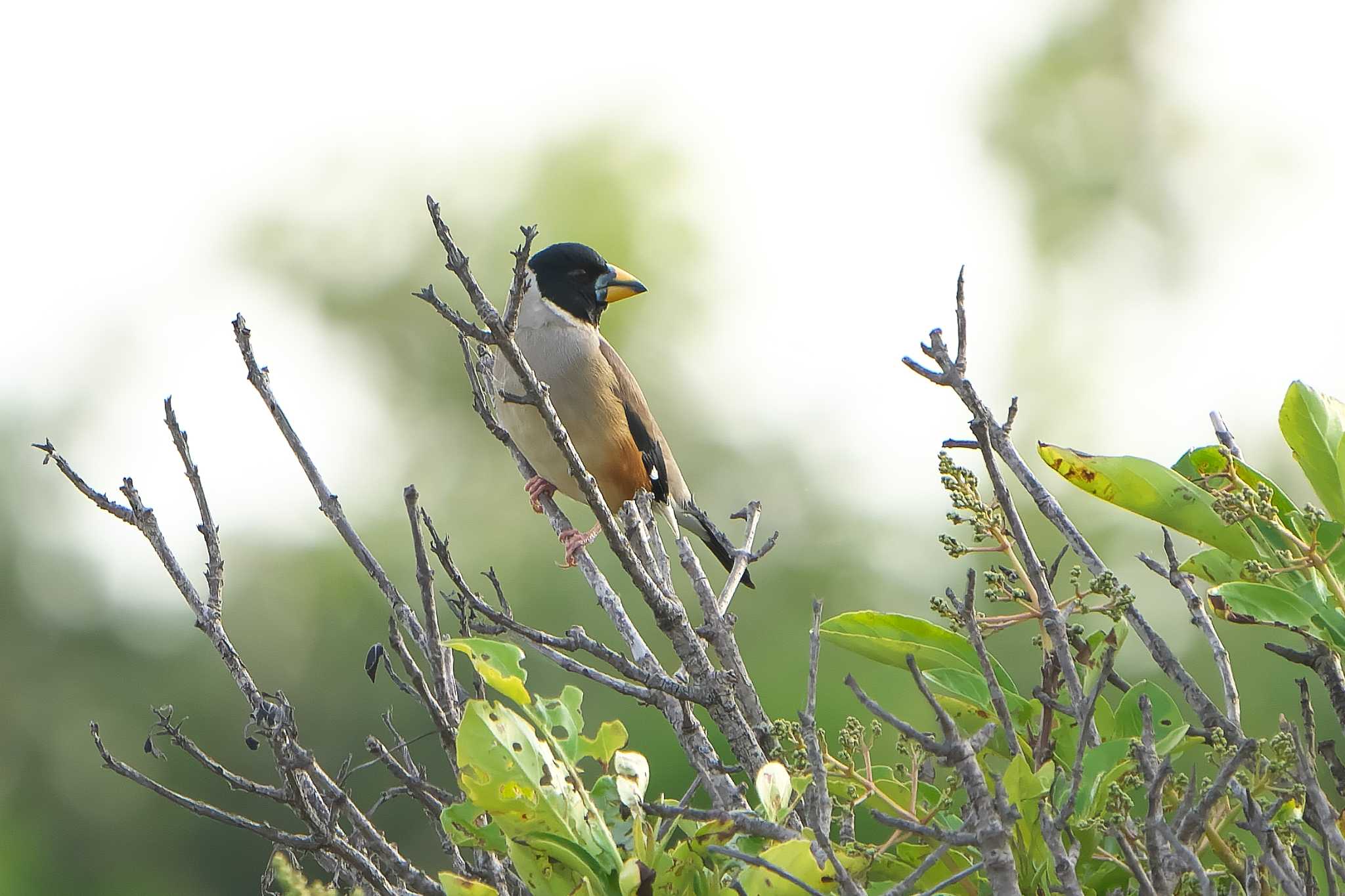 Chinese Grosbeak