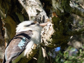 Laughing Kookaburra Centennial Park (Sydney) Wed, 5/10/2023