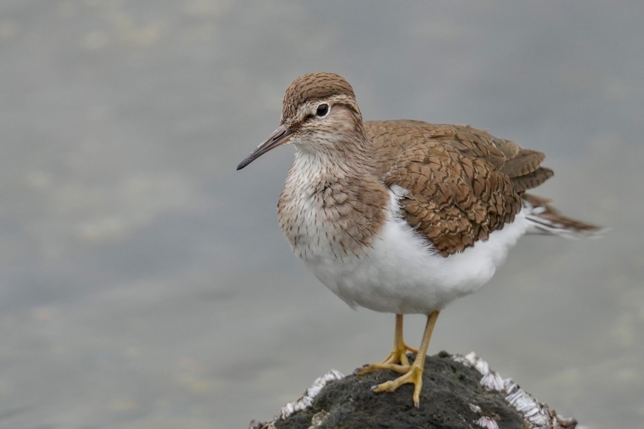 Common Sandpiper