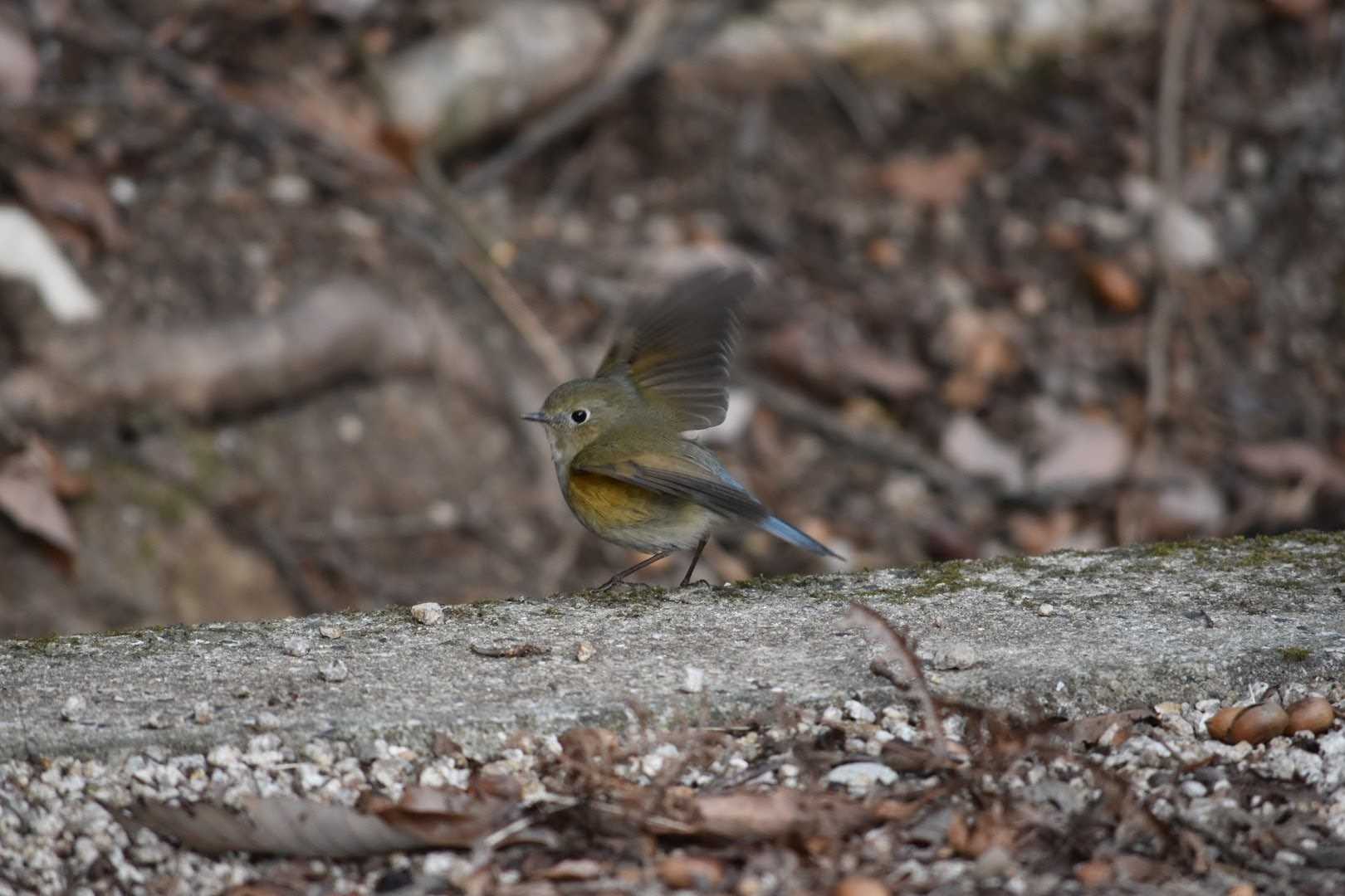 Photo of Red-flanked Bluetail at 播磨中央公園(兵庫県) by Shunsuke Hirakawa