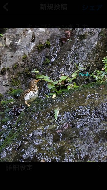 Japanese Thrush Unknown Spots Unknown Date