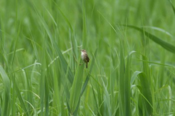 Sun, 5/21/2023 Birding report at Watarase Yusuichi (Wetland)