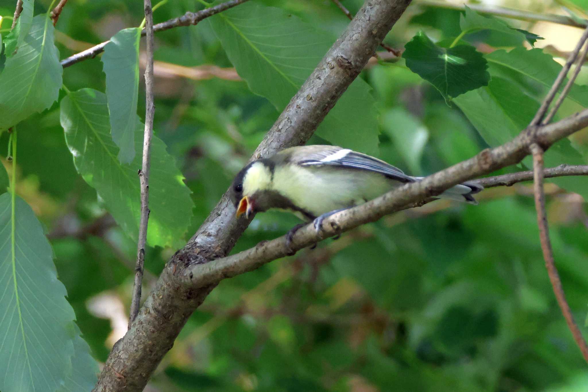 シジュウカラ