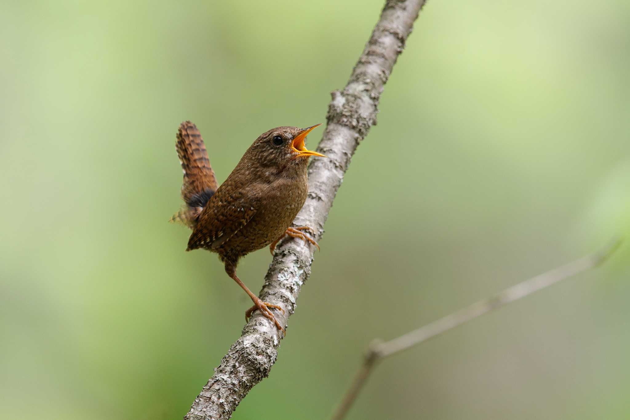 Photo of Eurasian Wren at 中標津 ゆめの森公園 by Hatamoto Akihiro