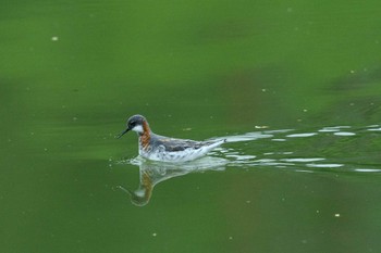 Red-necked Phalarope 長野県 Unknown Date