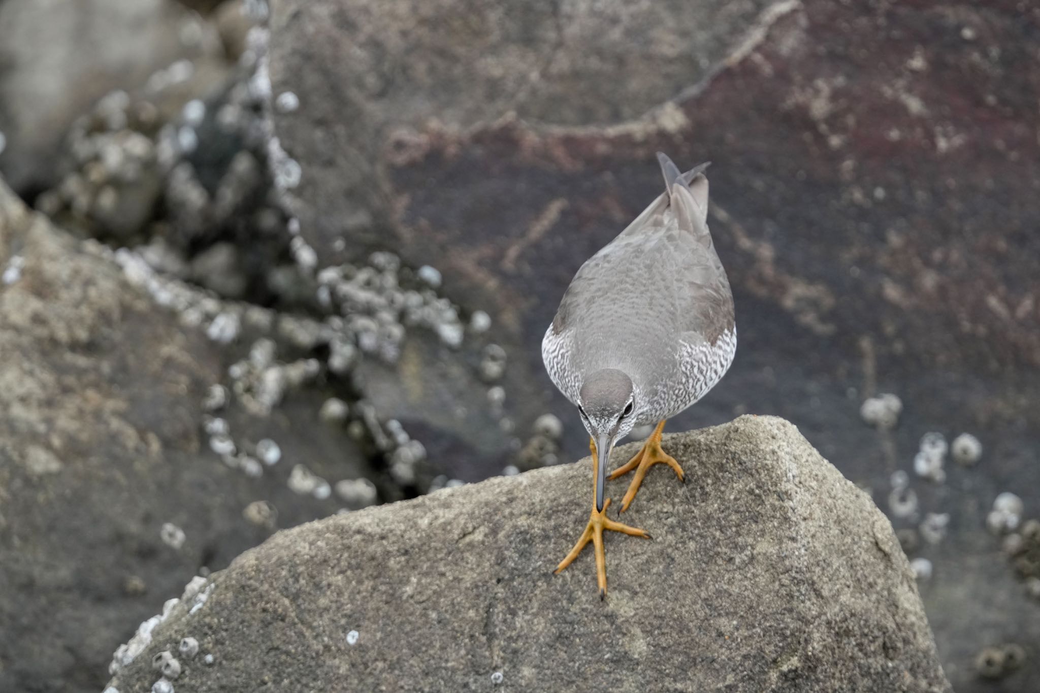 Photo of Grey-tailed Tattler at Tokyo Port Wild Bird Park by アポちん