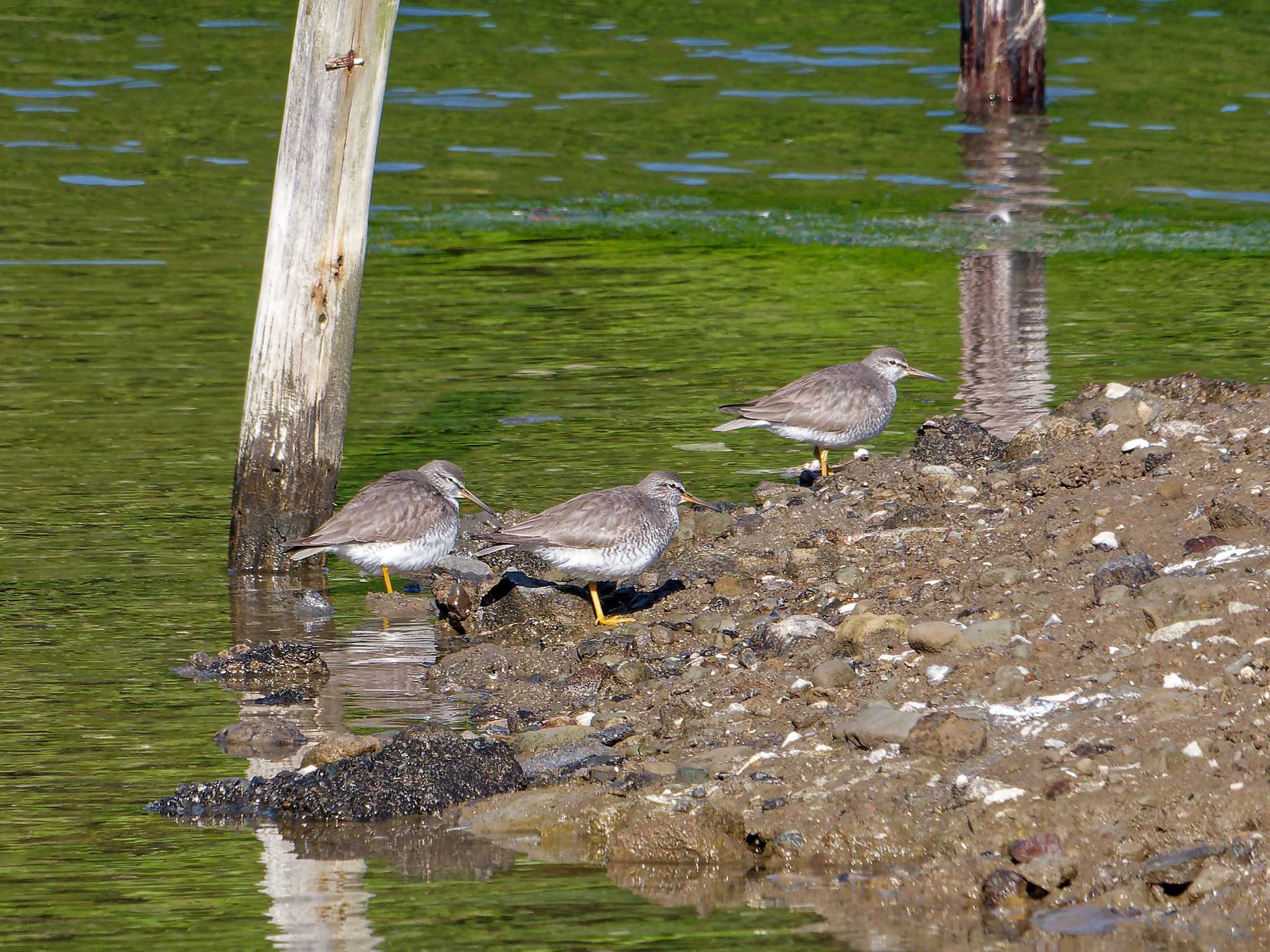 Photo of Grey-tailed Tattler at Nagahama Park by しおまつ