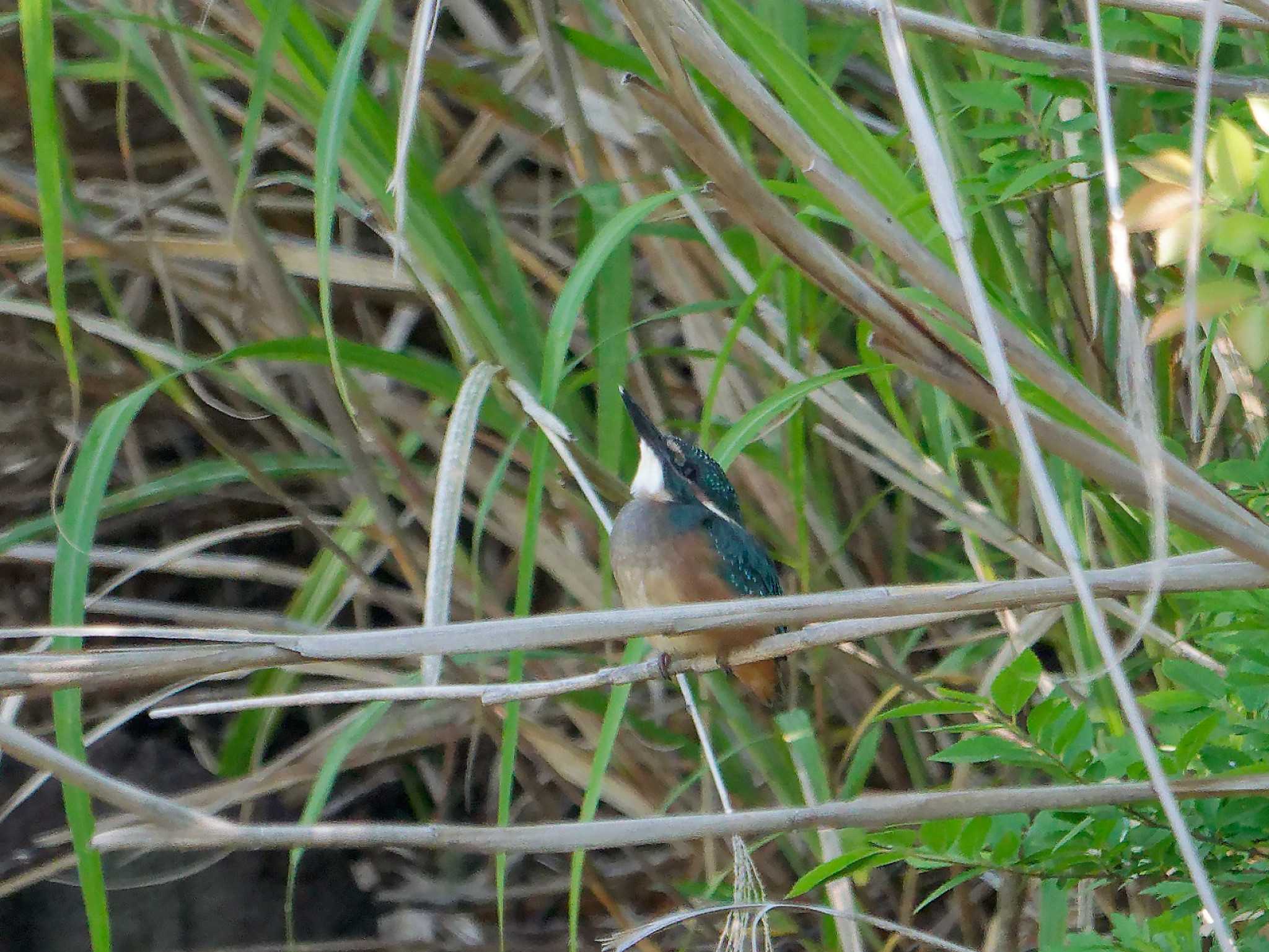 カワセミ