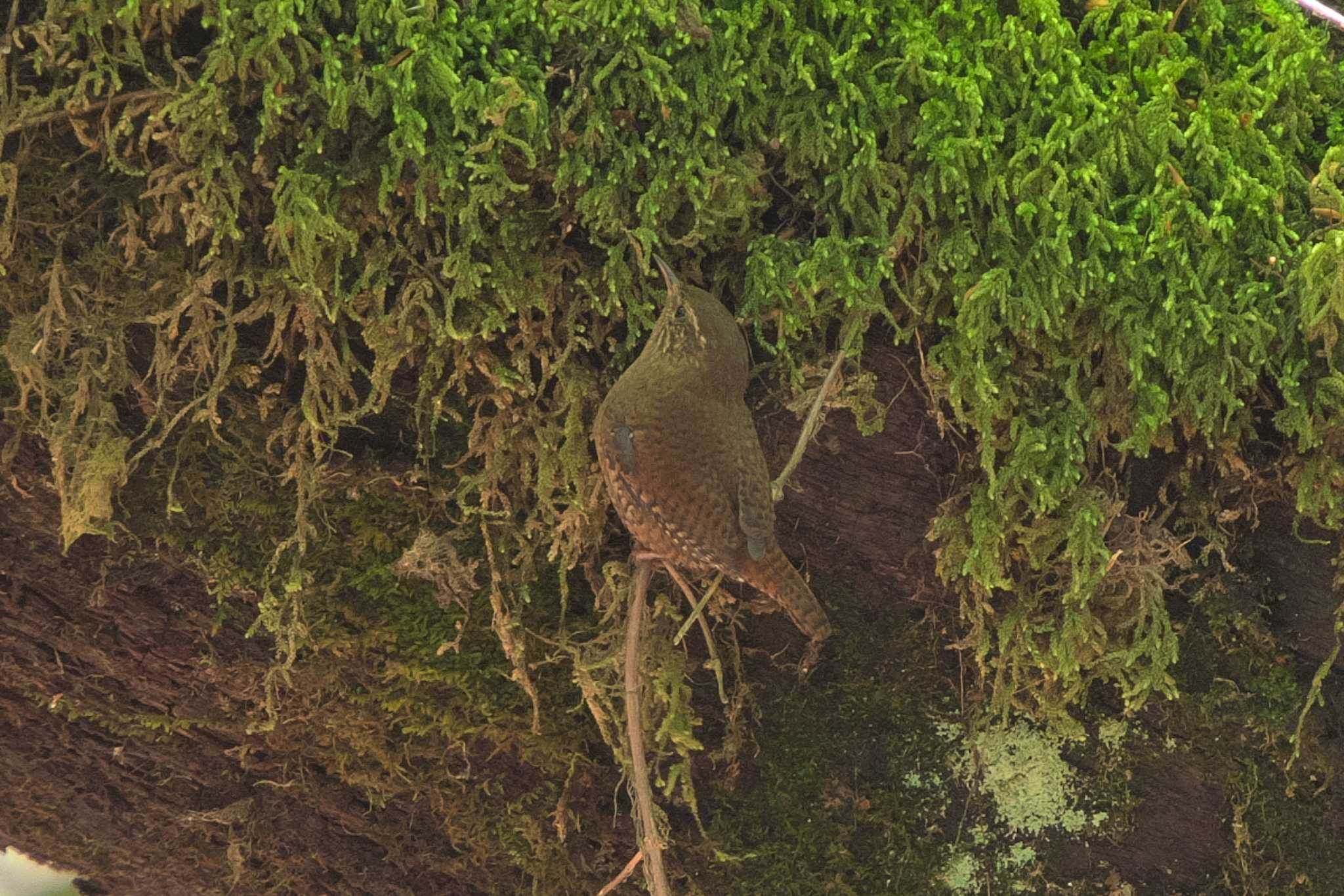 Photo of Eurasian Wren at Yanagisawa Pass by Y. Watanabe