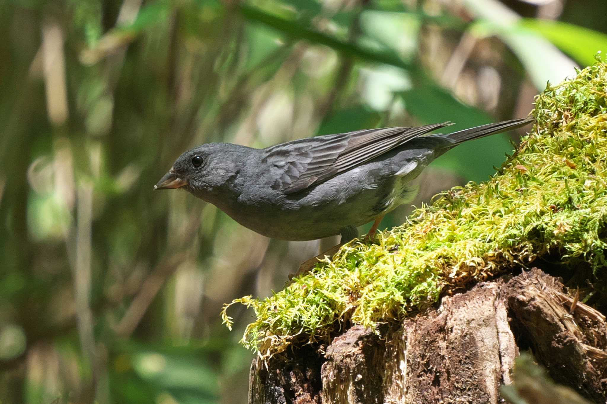 Photo of Grey Bunting at Yanagisawa Pass by Y. Watanabe