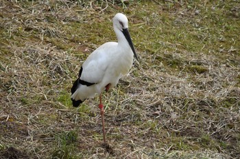 Oriental Stork コウノトリノ郷公園 Wed, 5/3/2017
